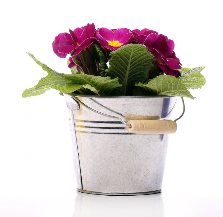 Flower | DTE_Nursery