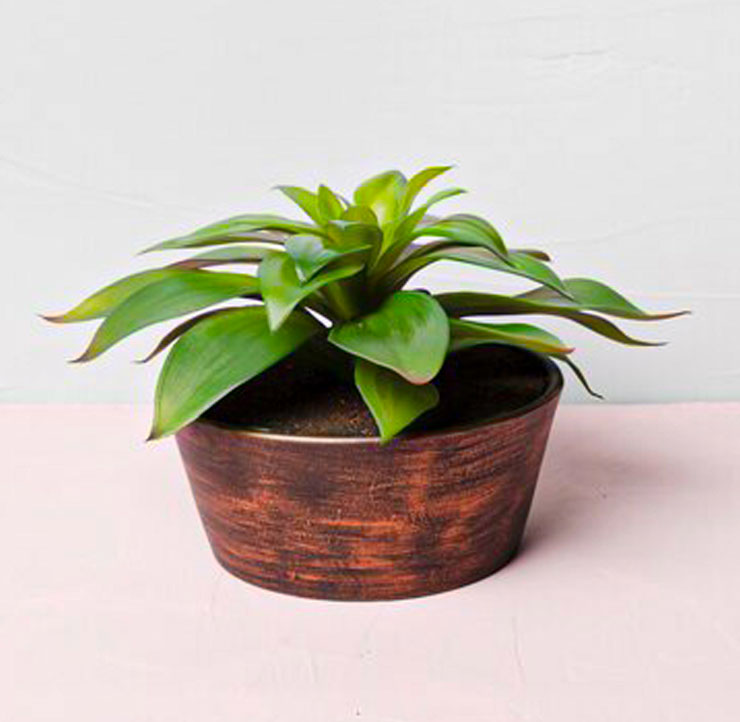 Plants | DTE_Nursery