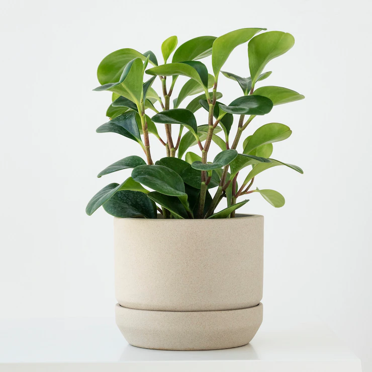 Plants | DTE_Nursery