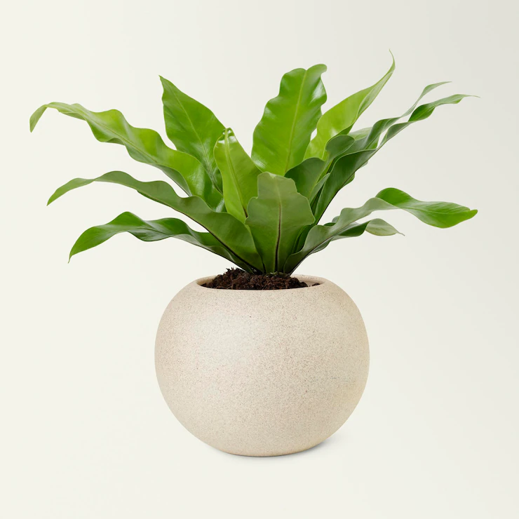 Plants | DTE_Nursery