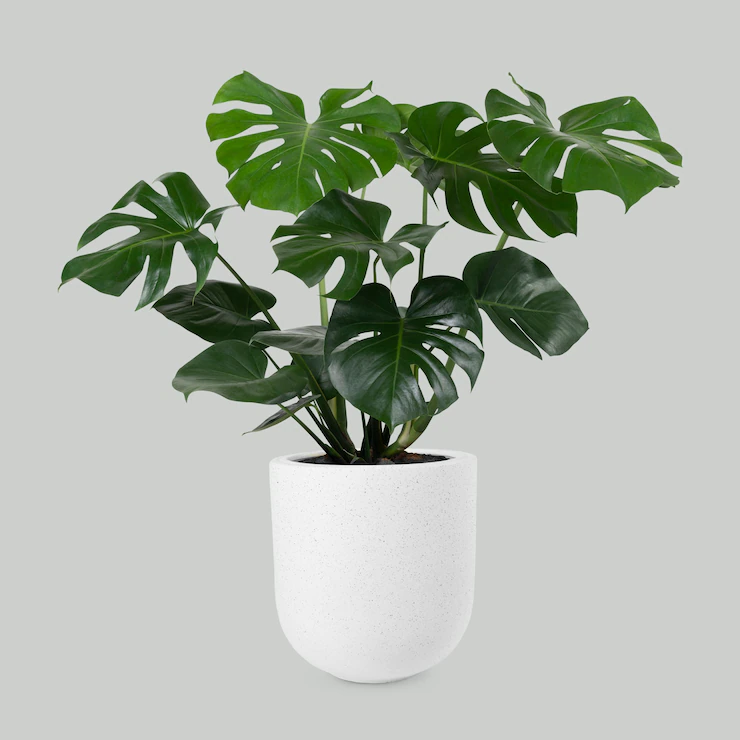 Plants | DTE_Nursery