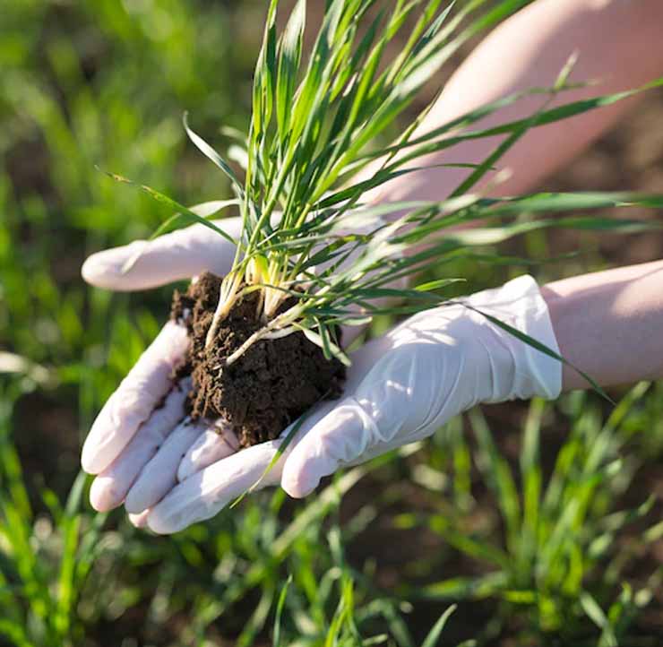 SOIL & FERTILIZERS | DTE_Nursery